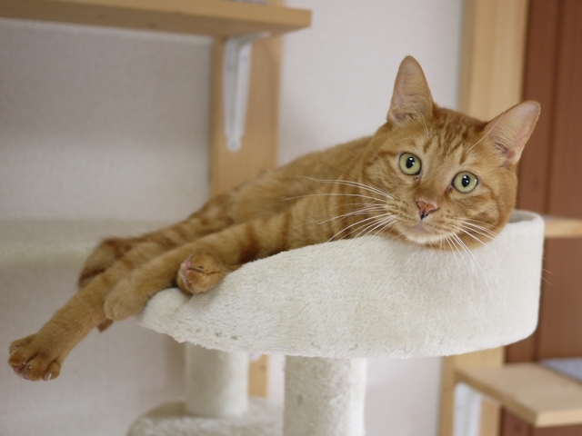 猫のお留守番 茶ちゃくん編。_a0143140_20080940.jpg