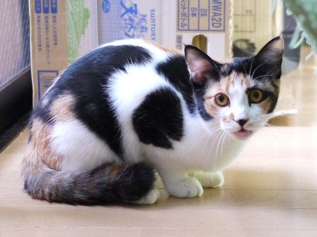 猫のお留守番 小麦ちゃん編。_a0143140_20382649.jpg