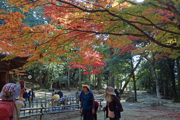 書写山を歩きつくす　Vol.⒈　紅葉を楽しむ_c0218841_20331469.jpg