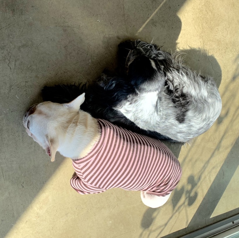 日だまり。:里親さん募集中。フレンチブルドッグ。_f0372146_18590520.jpg