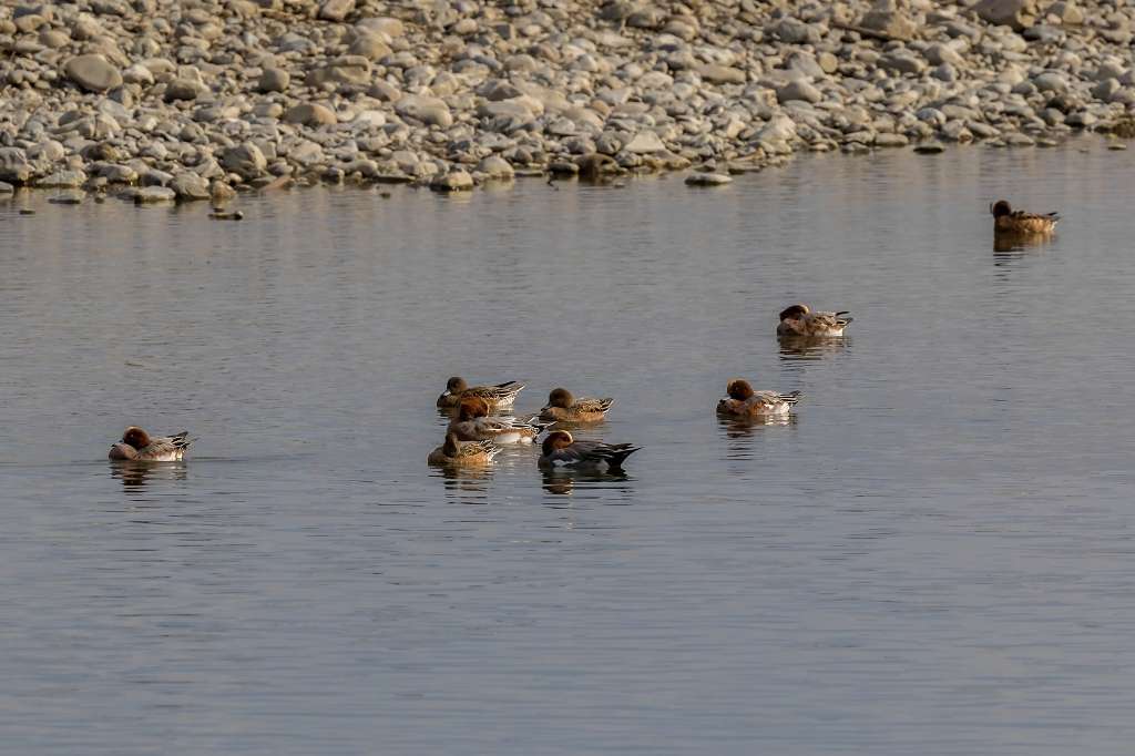 カンムリカイツブリ_f0044056_14534548.jpg