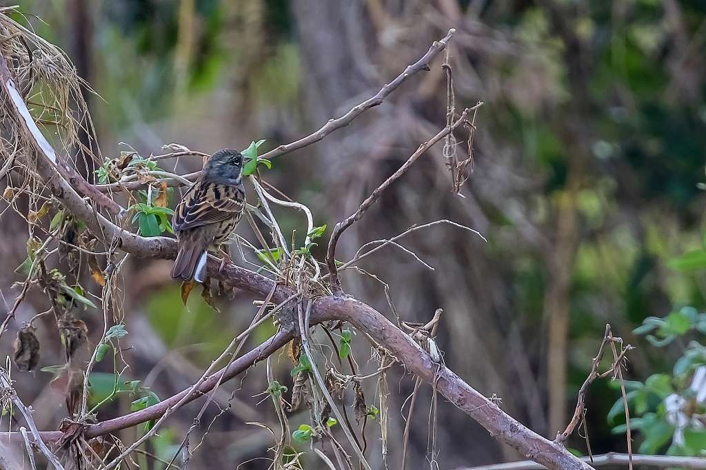 カンムリカイツブリ_f0044056_14585019.jpg