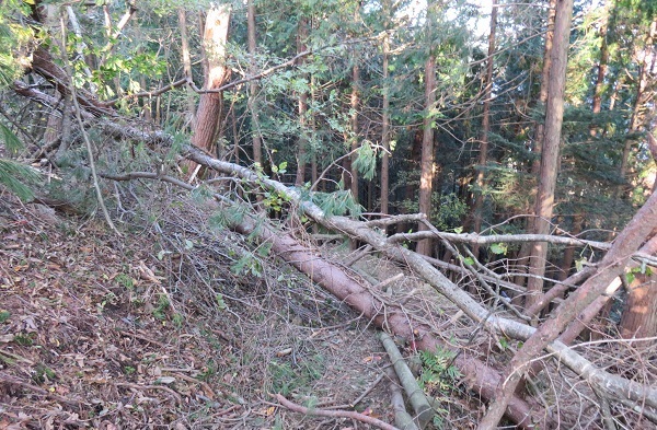 竜ケ岳(山梨県)_d0164761_08202022.jpg