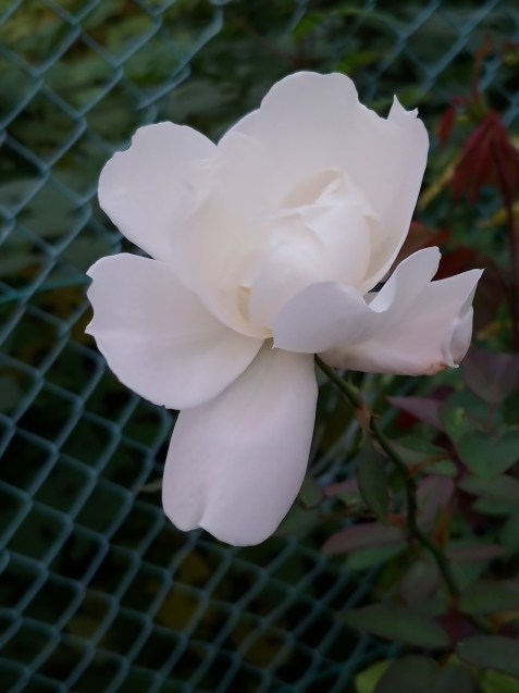 散歩の花_c0162773_13001638.jpg