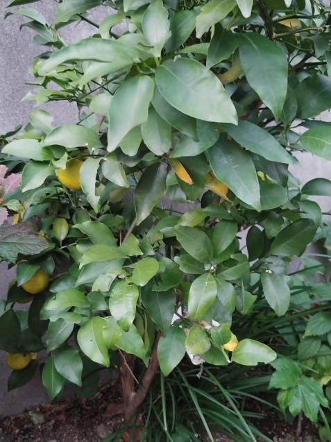 散歩の花_c0162773_13004229.jpg