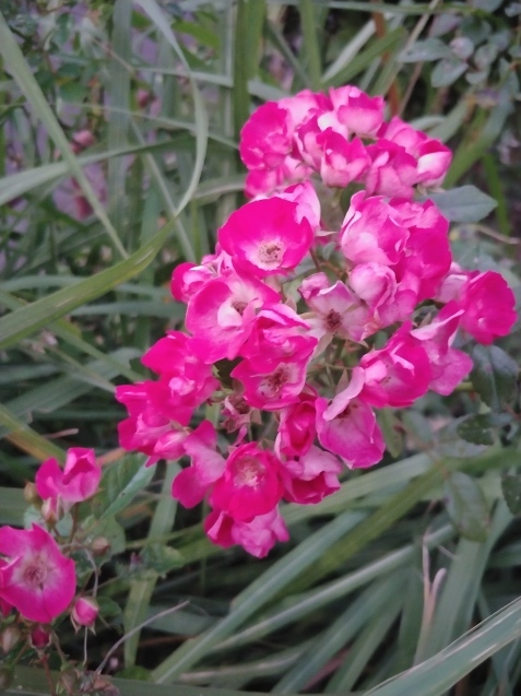 散歩の花_c0162773_13022381.jpg