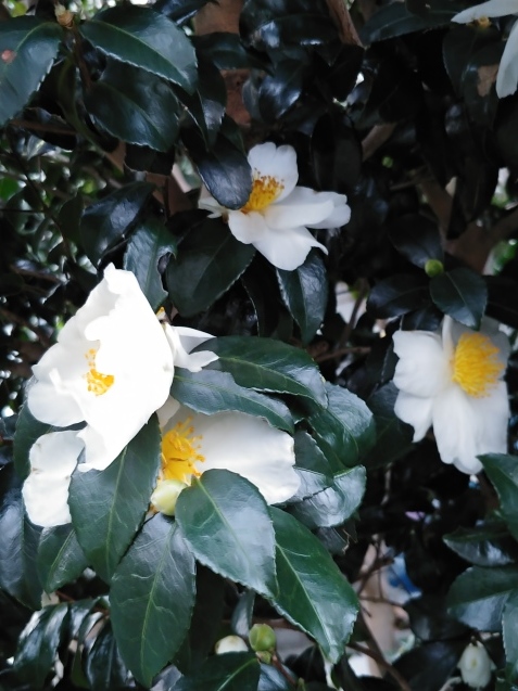 散歩の花_c0162773_13031282.jpg