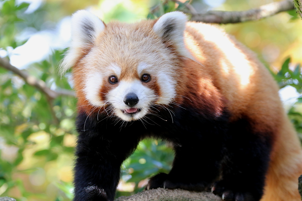 なんとかわいいレッサーパンダ メジロさんの動物写真日記