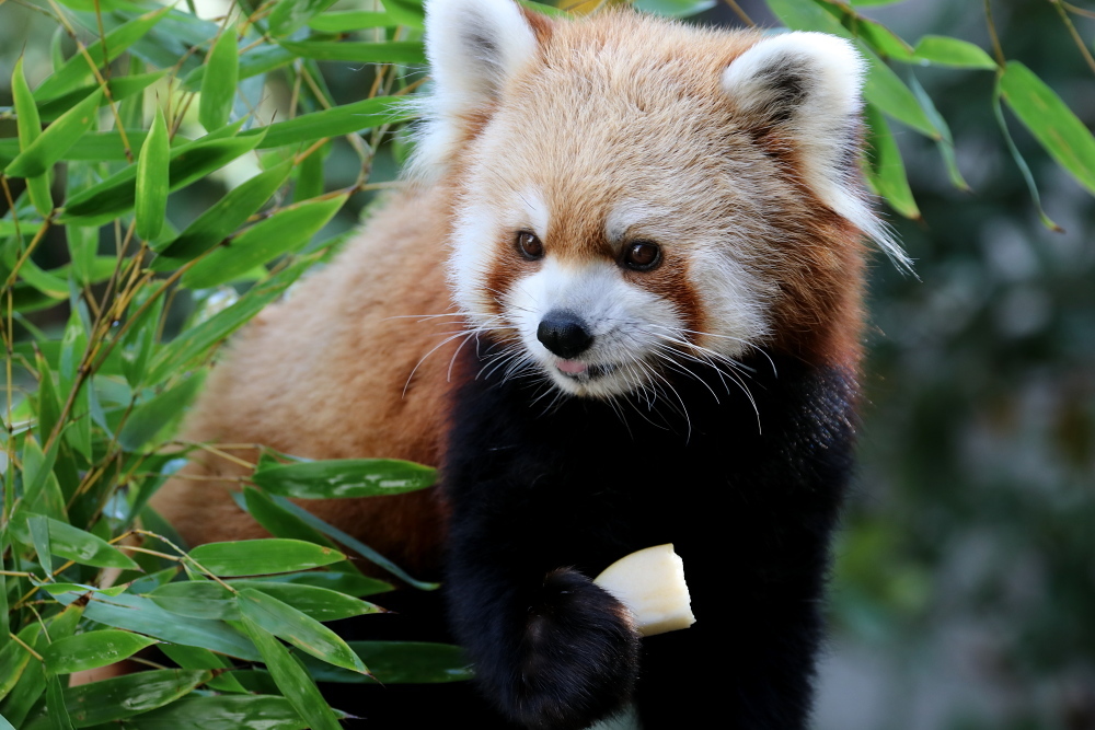 なんとかわいいレッサーパンダ メジロさんの動物写真日記