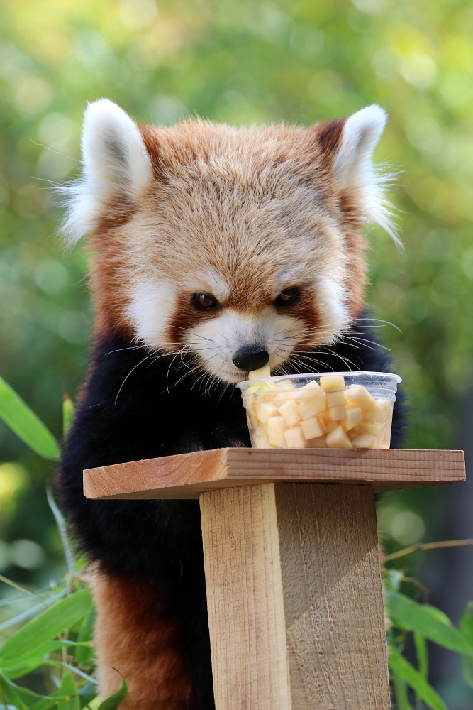 なんとかわいいレッサーパンダ メジロさんの動物写真日記