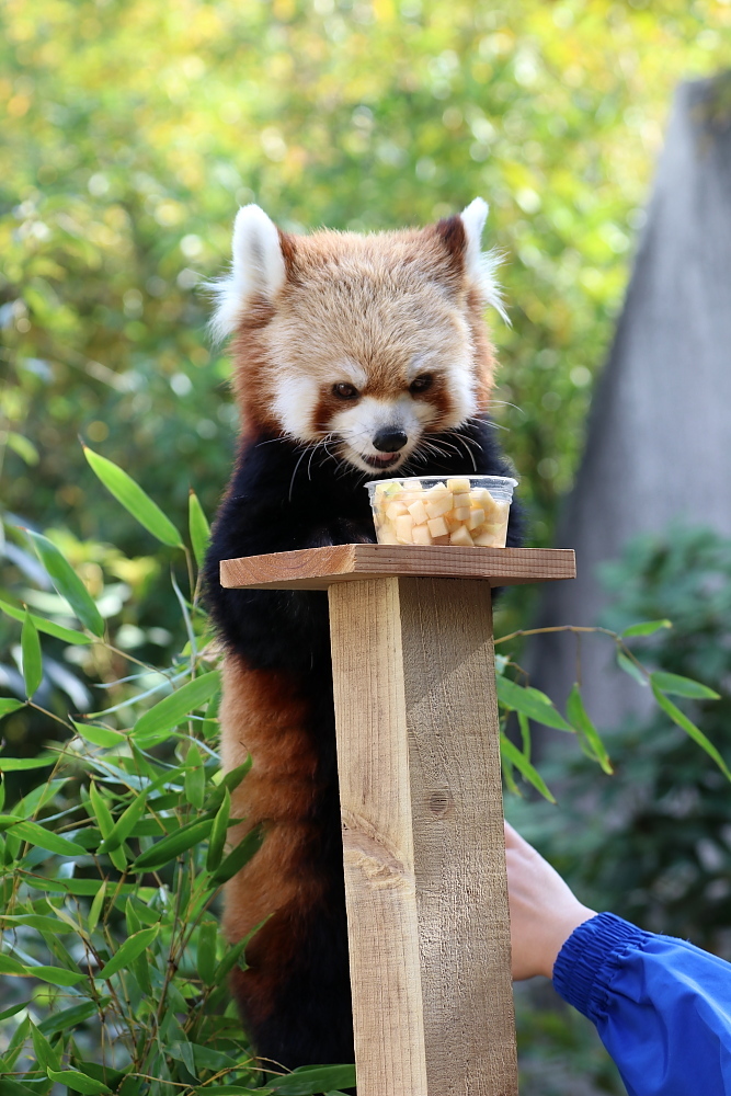 なんとかわいいレッサーパンダ メジロさんの動物写真日記