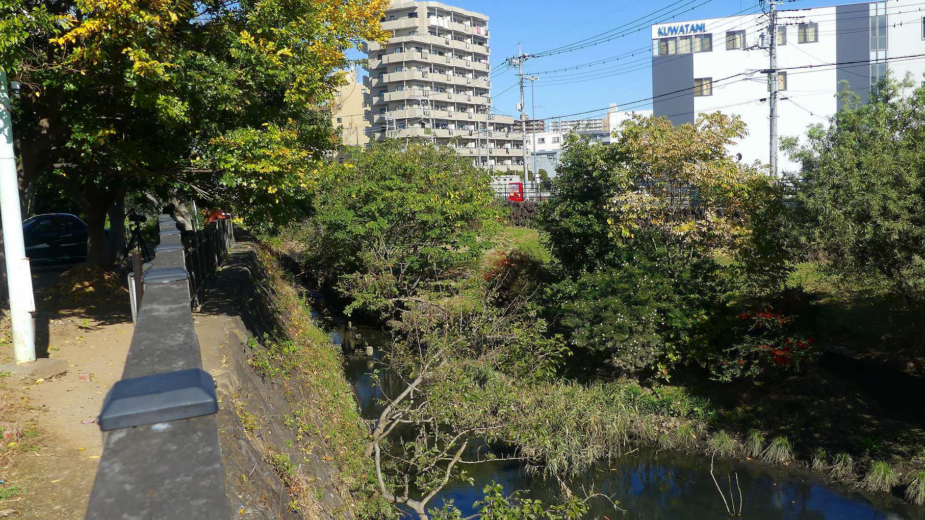 カワセミ広場は社交場 【 2019 11/17(日) 】_a0185081_15392031.jpg