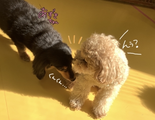 もこもこ_f0357682_00322093.jpg