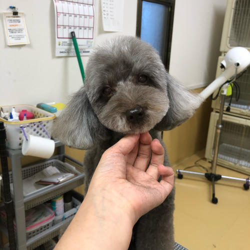 トリミングブログ✩*॰ ( ¨̮ ) ॰*✩_f0357682_12265547.jpg