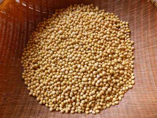 今年の豆の収穫_d0366590_15460230.jpg