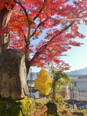 会館周辺の紅葉_c0336902_18435903.jpg