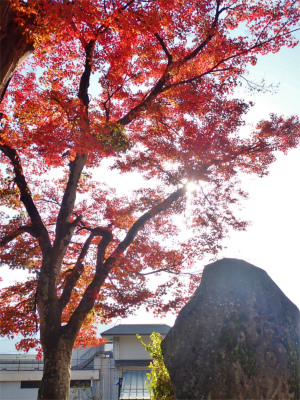 会館周辺の紅葉_c0336902_18440340.jpg