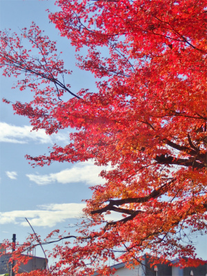 会館周辺の紅葉_c0336902_18440604.jpg