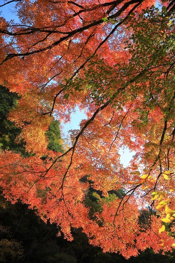 安居渓谷の紅葉 ハチミツの海を渡る風の音