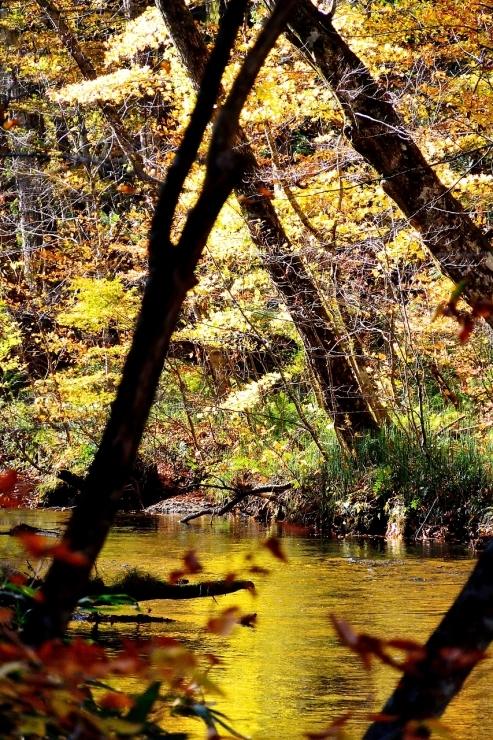 2019/11/02撮影 青森十和田、奥入瀬渓流、若紅葉風景①②_d0343305_18352331.jpg