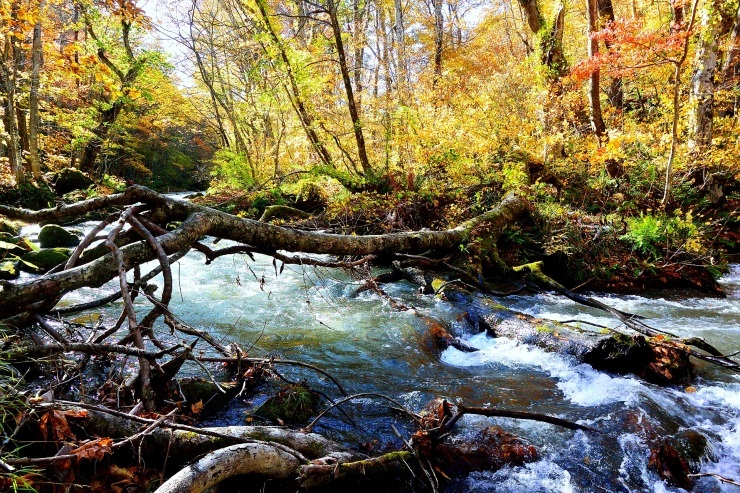 2019/11/02撮影 青森十和田、奥入瀬渓流、若紅葉風景①②_d0343305_18353691.jpg