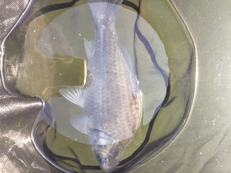 新べらってなんだ ヘラブナ釣り池 茨木新池とゆかいな仲間たち