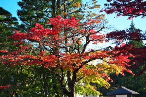 日光山　輪王寺と東照宮の秋の始まり1_a0263109_10441486.jpg