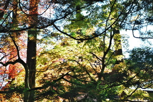 日光山 輪王寺と東照宮の秋の始まり1_a0263109_10445593.jpg