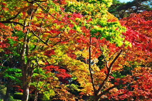 日光山　輪王寺と東照宮の秋の始まり1_a0263109_10453048.jpg