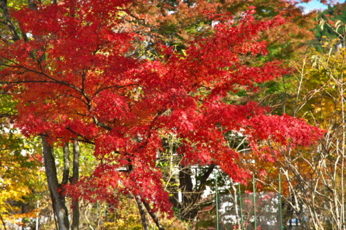 日光 日光植物園の秋1_a0263109_22093169.jpg