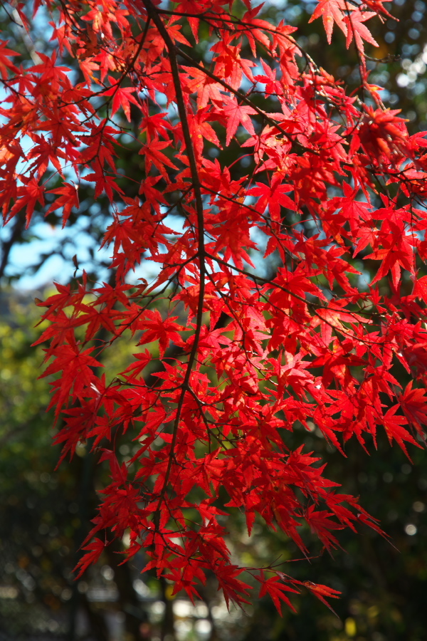 日光 日光植物園の秋1_a0263109_22093248.jpg