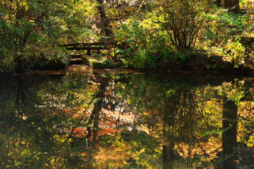 日光 日光植物園の秋1_a0263109_22103355.jpg