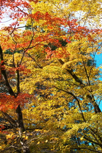 日光 日光植物園の秋3_a0263109_22182452.jpg