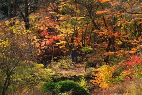 日光 日光植物園の秋3_a0263109_22182643.jpg