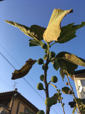 この実何の実?_d0169411_22033661.jpg