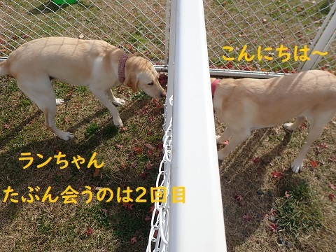 今日もドックランでランランラン♪_c0182012_14151812.jpg