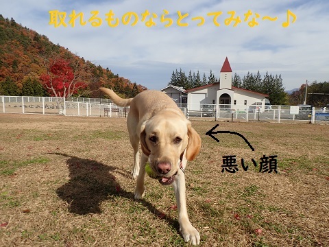 今日もドックランでランランラン♪_c0182012_14152513.jpg