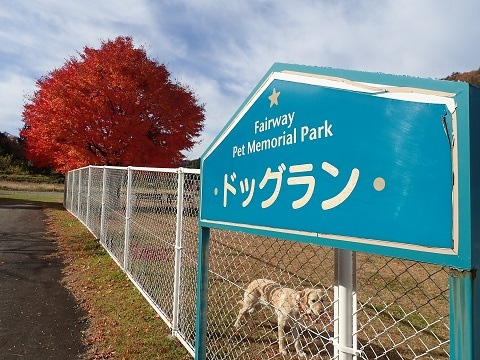 今日もドックランでランランラン♪_c0182012_14152966.jpg