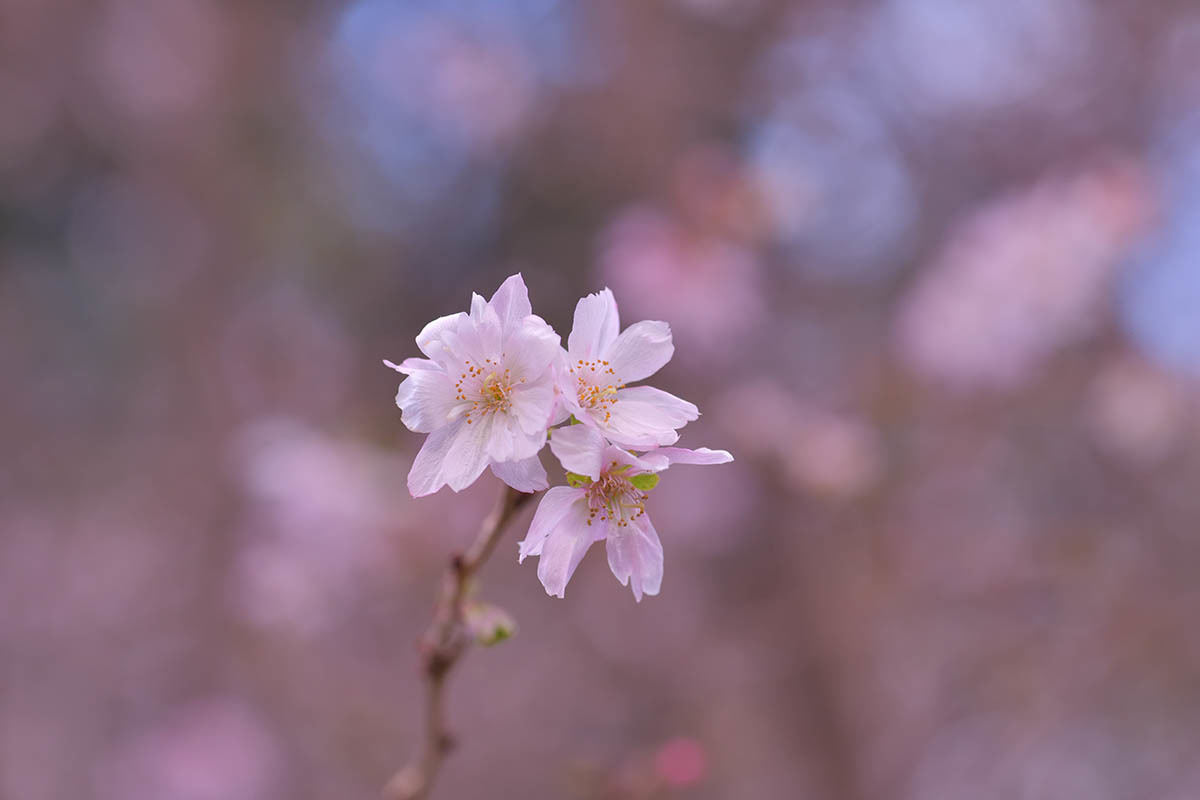 第５７候　水仙の花咲く_a0059621_18053403.jpg