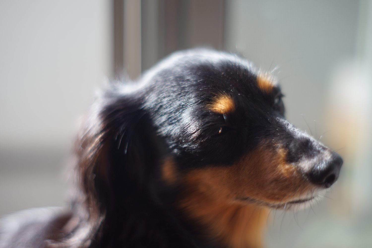 野生の Hexanon AR 57mmF1.4 と ミミちゃん_b0069128_13553793.jpg