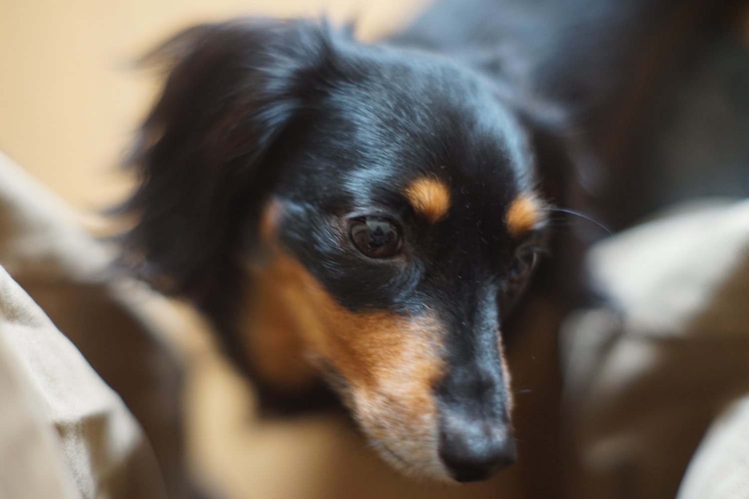 野生の Hexanon AR 57mmF1.4 と ミミちゃん_b0069128_13554627.jpg
