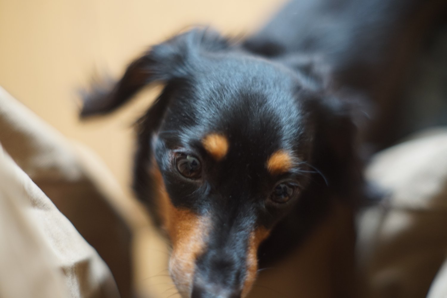 野生の Hexanon AR 57mmF1.4 と ミミちゃん_b0069128_13555392.jpg