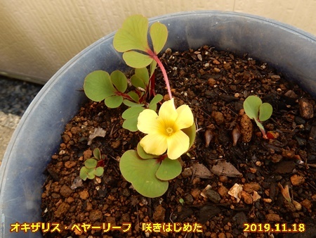 わけありオキザリスの開花とペンタス植え替え 自然とともに生きる