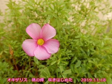 わけありオキザリスの開花とペンタス植え替え 自然とともに生きる