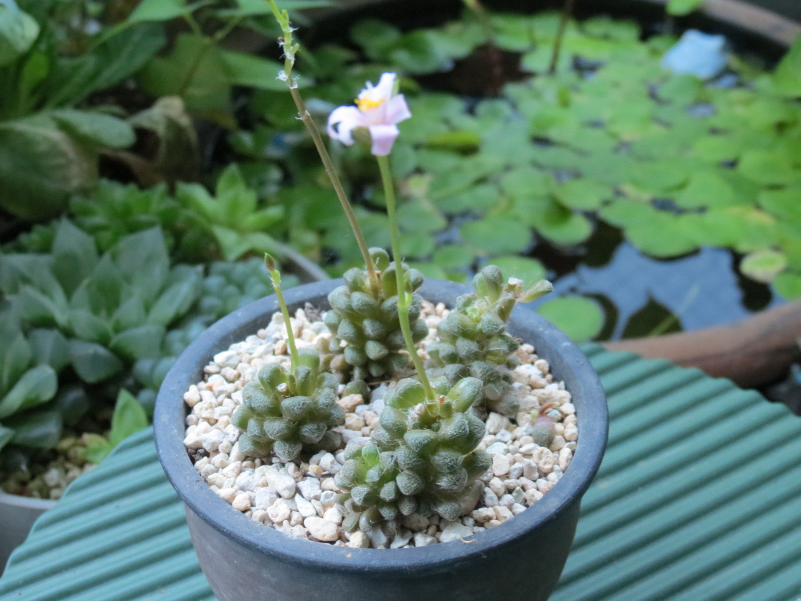 つぶつぶでもしゃもしゃ 多肉植物 ラゴプス あるまじろの庭