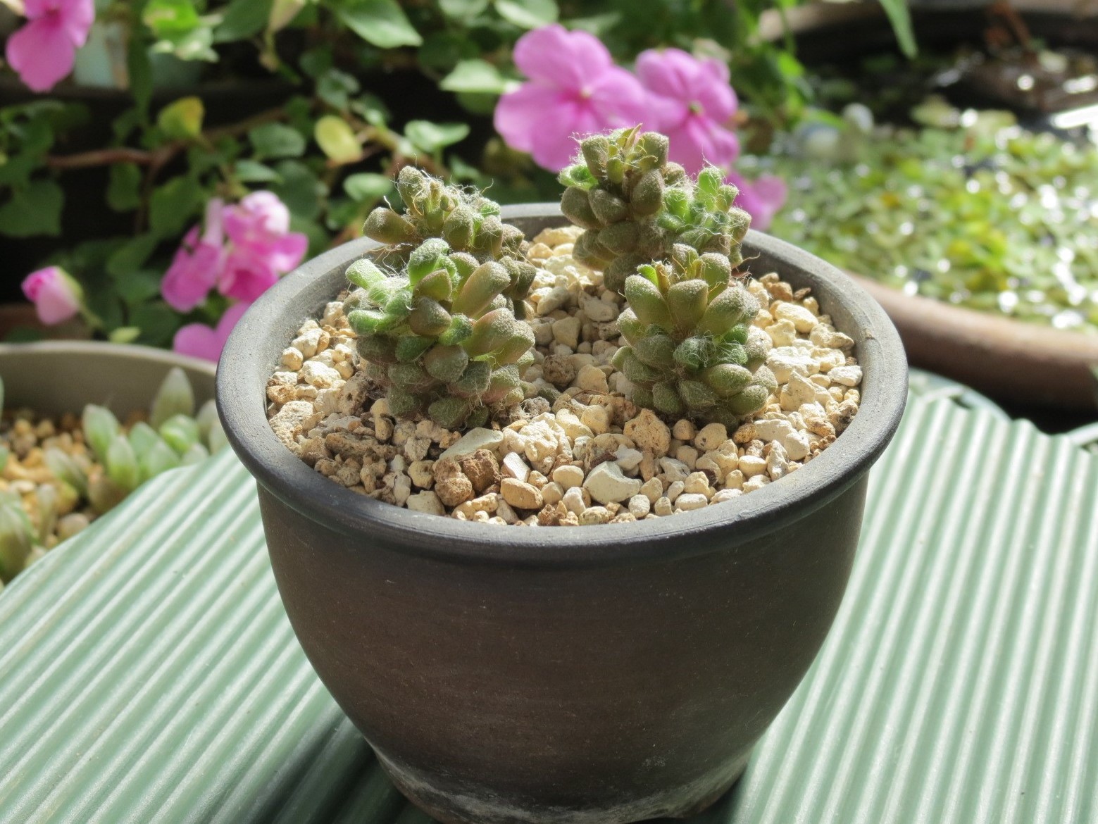 つぶつぶでもしゃもしゃ 多肉植物 ラゴプス あるまじろの庭 つぶつぶでもしゃもしゃ 多肉植物 ラゴプス あるまじろの庭