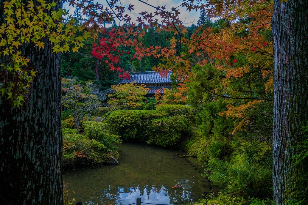 2019奈良紅葉~円成寺_e0363038_21334090.jpg