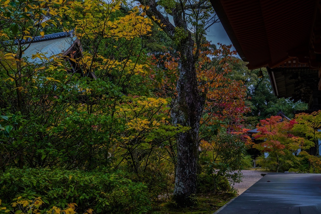 2019奈良紅葉~円成寺_e0363038_21334343.jpg
