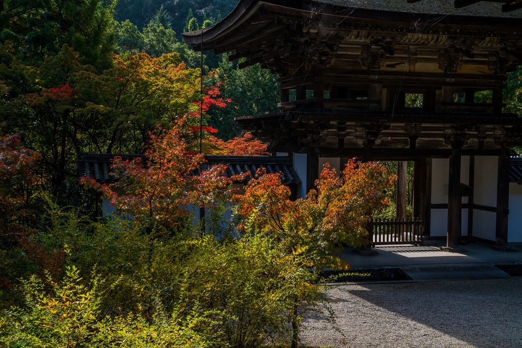 2019奈良紅葉~円成寺_e0363038_21340051.jpg
