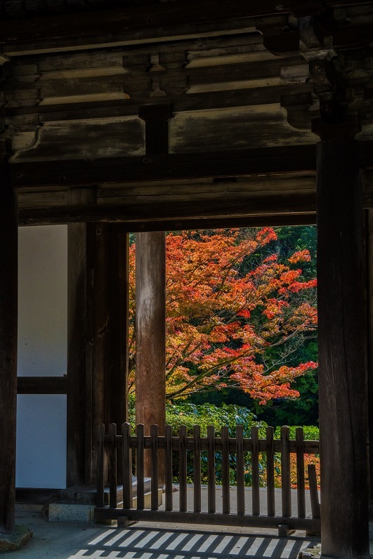 2019奈良紅葉~円成寺_e0363038_21341786.jpg